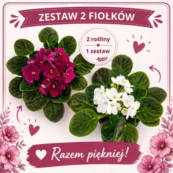 zestaw 2 fiołków zestaw 2 fiołków