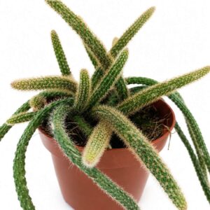 Aporocactus flagelliformis Ogon Szczura