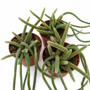 Aporocactus flagelliformis Ogon Szczura