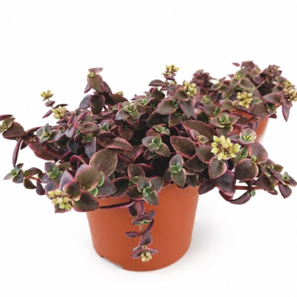 Crassula Marginalis Crassula Marginalis