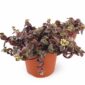 Crassula Marginalis