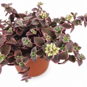 Crassula Marginalis