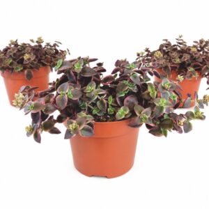 Crassula Marginalis