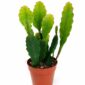 Epiphyllum Sarah Courant