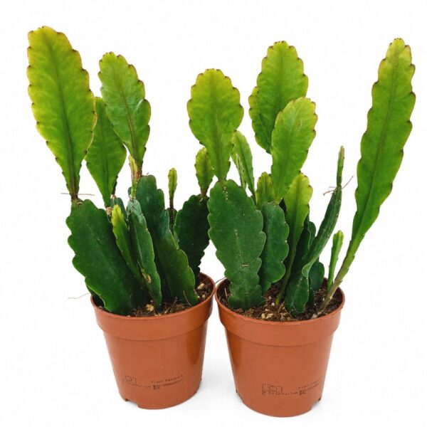 Epiphyllum Sarah Courant Epiphyllum Sarah Courant