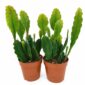 Epiphyllum Sarah Courant