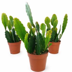 Epiphyllum Sarah Courant