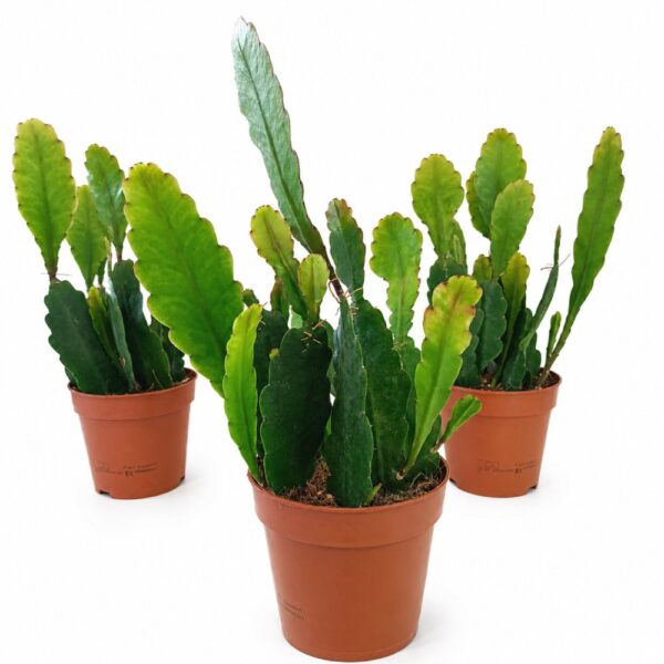 Epiphyllum Sarah Courant