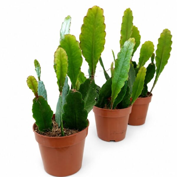 Epiphyllum Sarah Courant