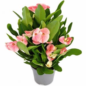Euphorbia milii Charlotte