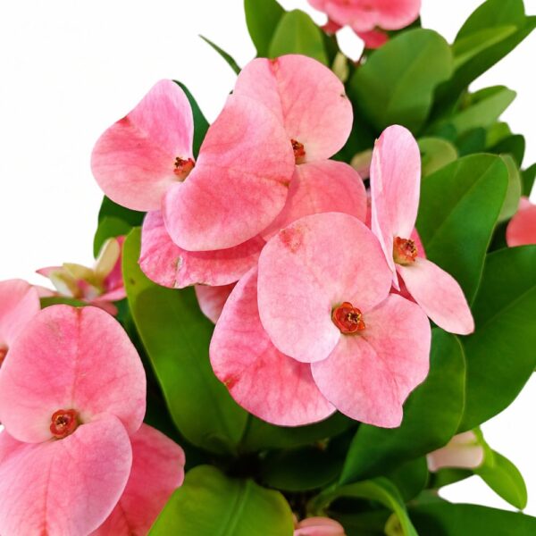 Euphorbia milii Charlotte Euphorbia milii Charlotte
