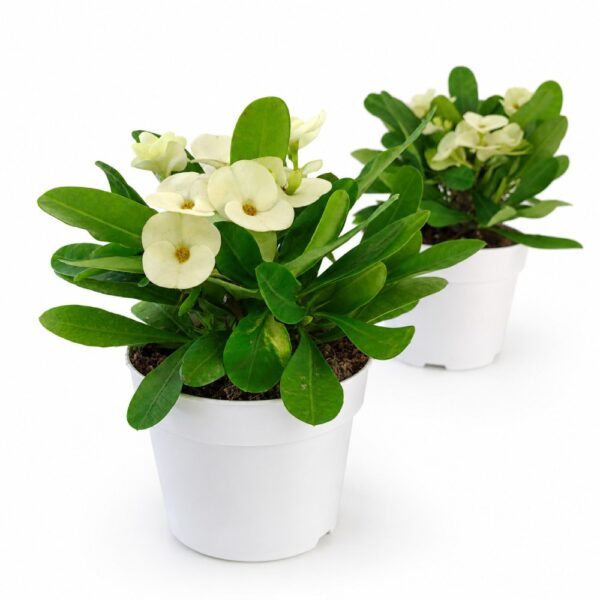 Euphorbia milii Hermes Euphorbia milii Hermes