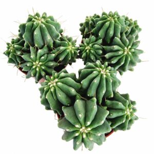 Ferocactus glaucescens