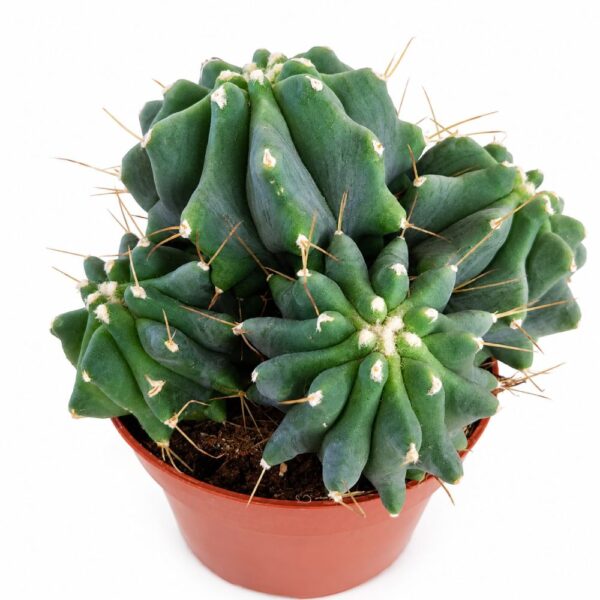 Ferocactus glaucescens Ferocactus glaucescens