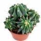 Ferocactus glaucescens