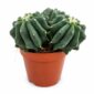 Ferocactus glaucescens