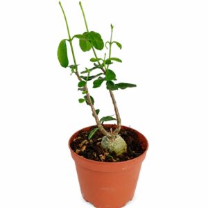 Fockea Edulis