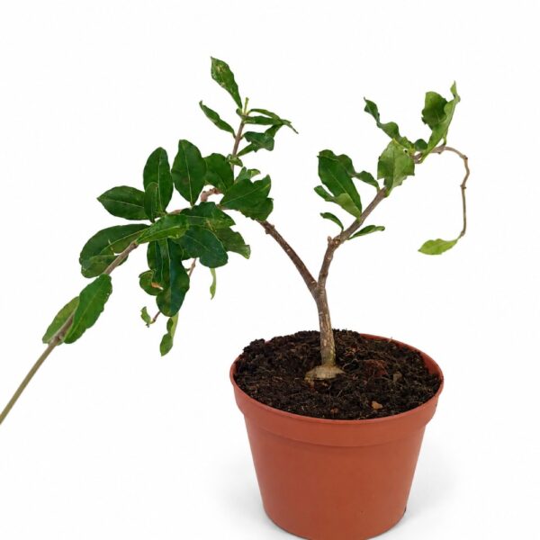 Fockea Edulis Fockea Edulis