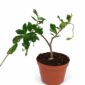 Fockea Edulis