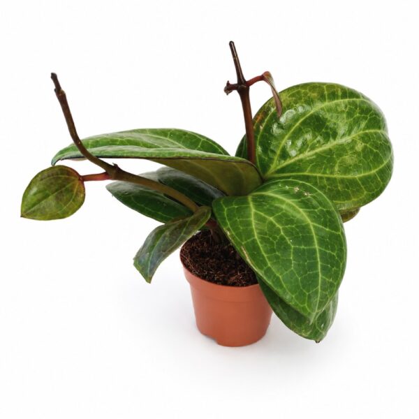 Hoya sp. Sarawak Cream Hoya sp. Sarawak Cream