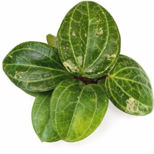 Hoya sp. Sarawak Cream