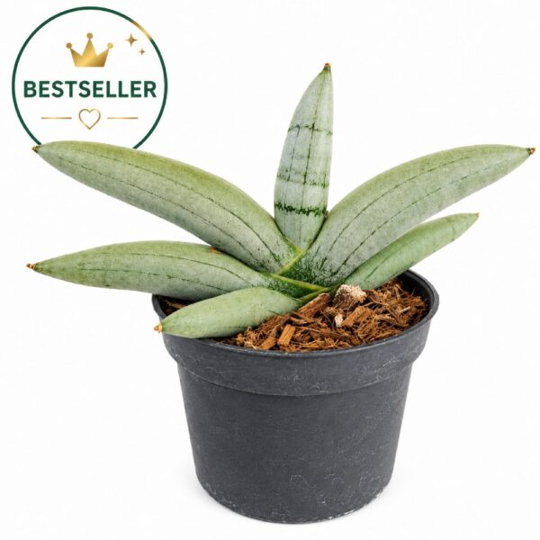 Sansevieria cylindrica Boncel Platinum Sansevieria cylindrica Boncel Platinum