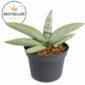 Sansevieria cylindrica Boncel Platinum