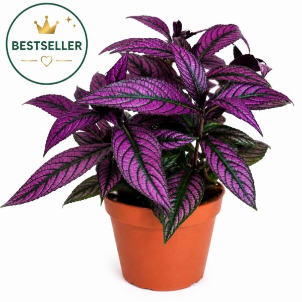 Strobilanthes dyeriana Persian Shield Strobilanthes dyeriana Persian Shield