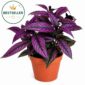 Strobilanthes dyeriana Persian Shield