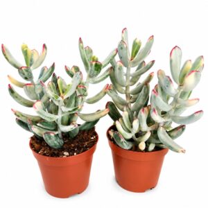 cotyledon orbiculata variegata