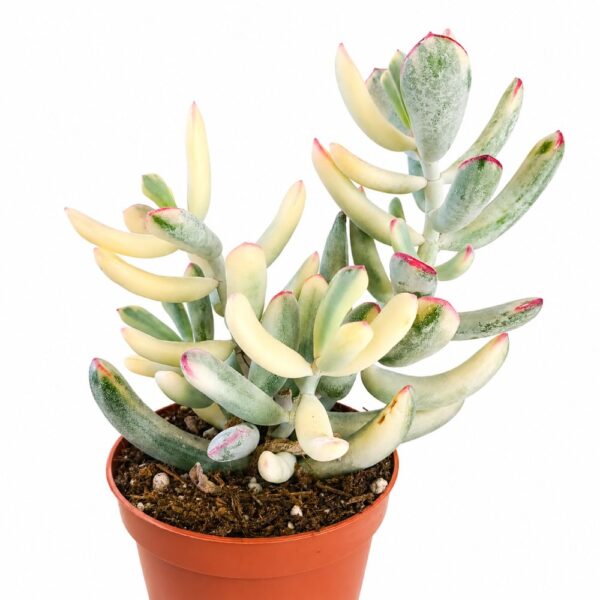 cotyledon orbiculata variegata cotyledon orbiculata variegata