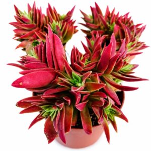 crassula corymbulosa