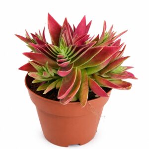 crassula corymbulosa