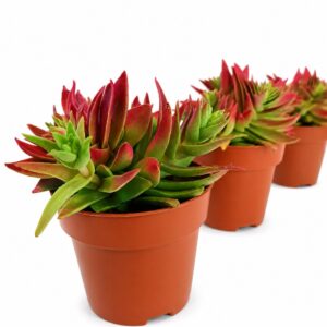 crassula corymbulosa