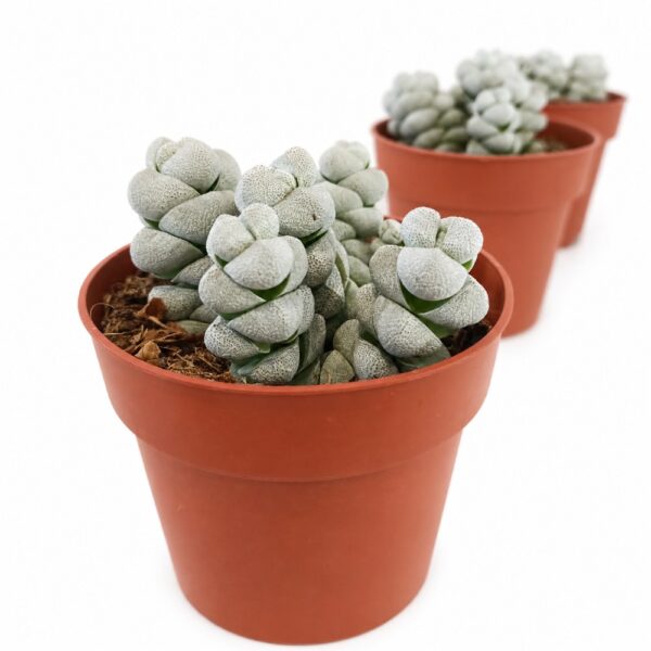 crassula moonstone