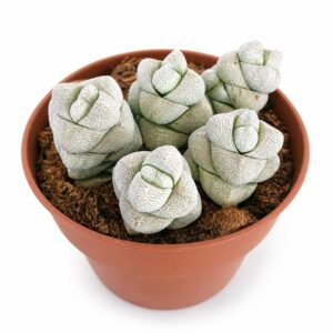 crassula moonstone