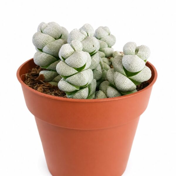 crassula moonstone