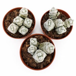 crassula moonstone