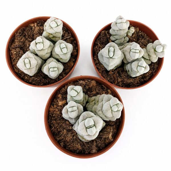 crassula moonstone