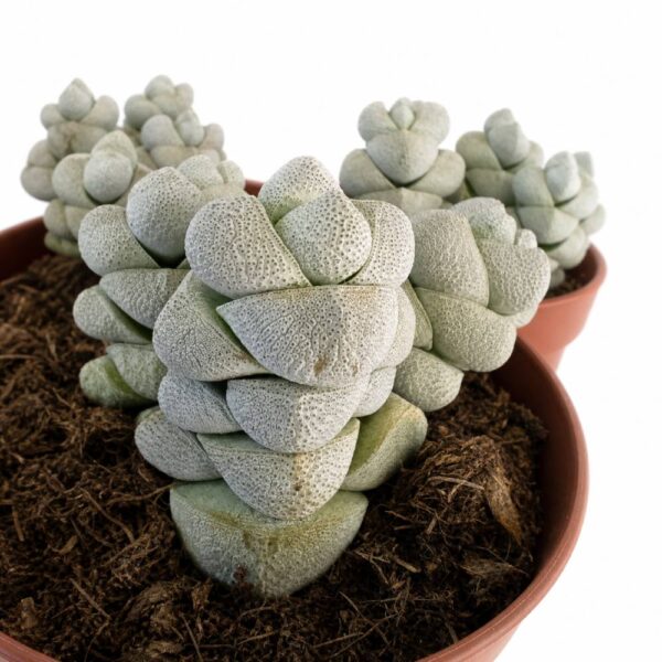 crassula moonstone crassula moonstone