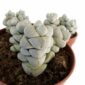 crassula moonstone