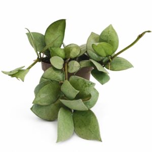 hoya arctic