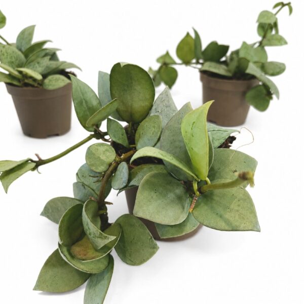 hoya arctic