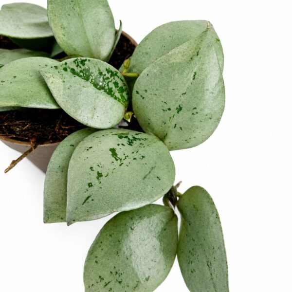 hoya arctic hoya arctic