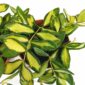 hoya burtoniae variegata