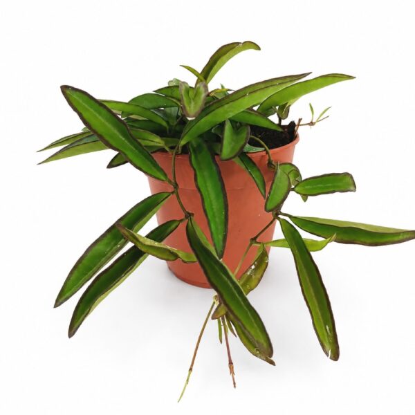hoya wayetii hoya wayetii