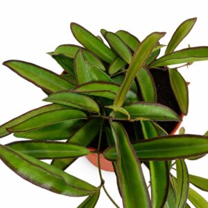 hoya wayetii