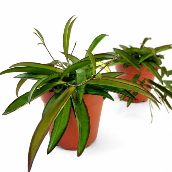 hoya wayetii
