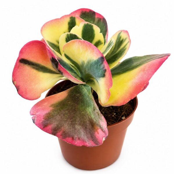 kalanchoe thyrsiflora variegata