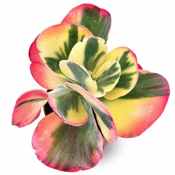 kalanchoe thyrsiflora variegata kalanchoe thyrsiflora variegata